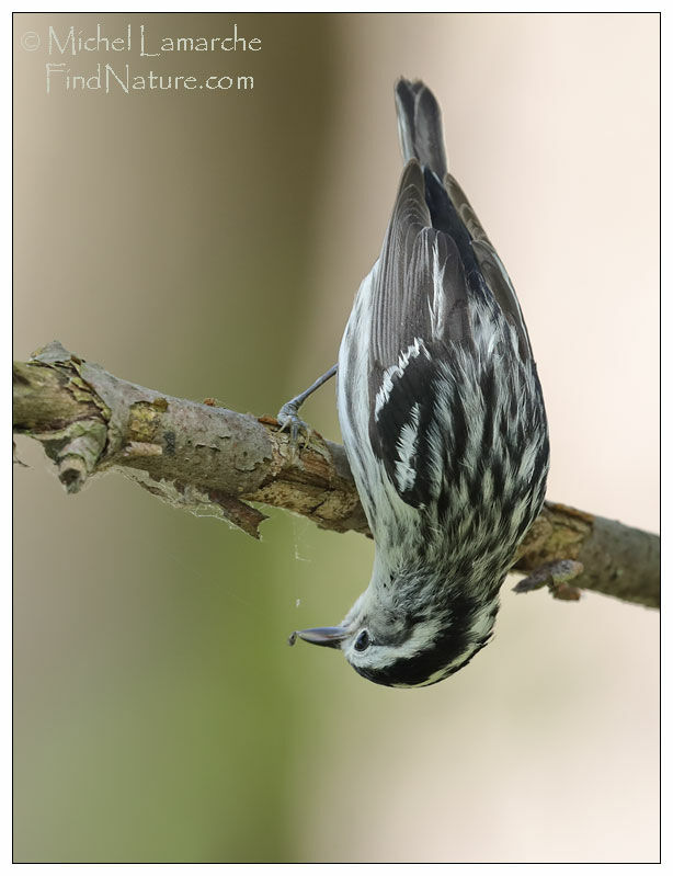 Paruline noir et blanc femelle adulte