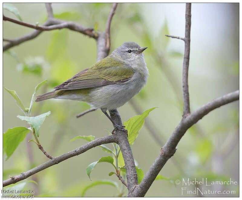 Tennessee Warbler male adult breeding, identification