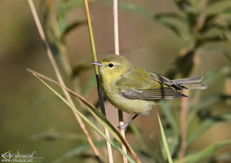 Tennessee Warbler, identification