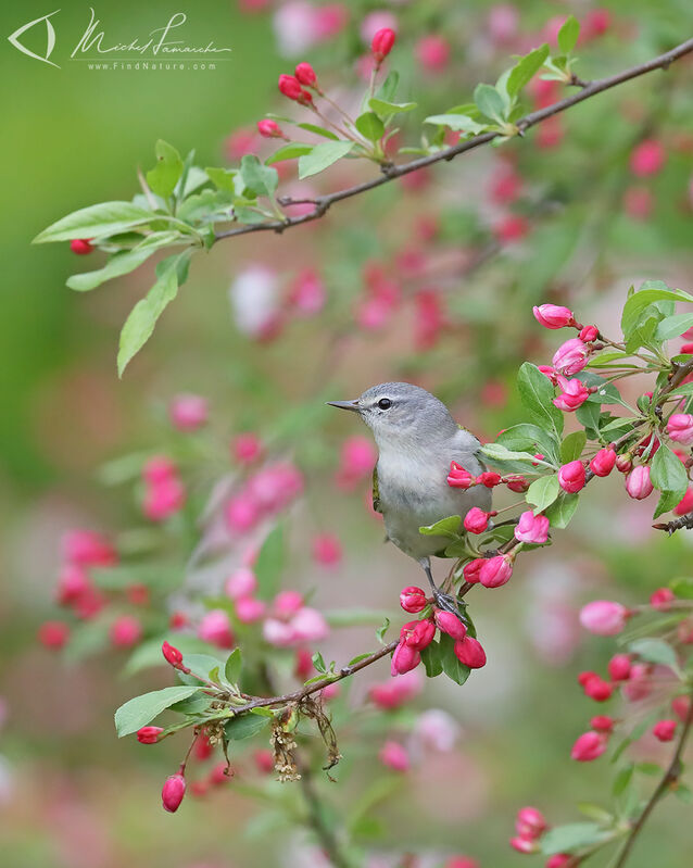 Tennessee Warbler male adult