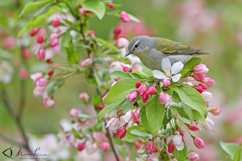 Tennessee Warbler male adult