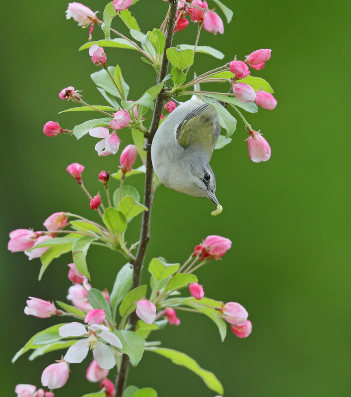 Tennessee Warbler male adult, eats