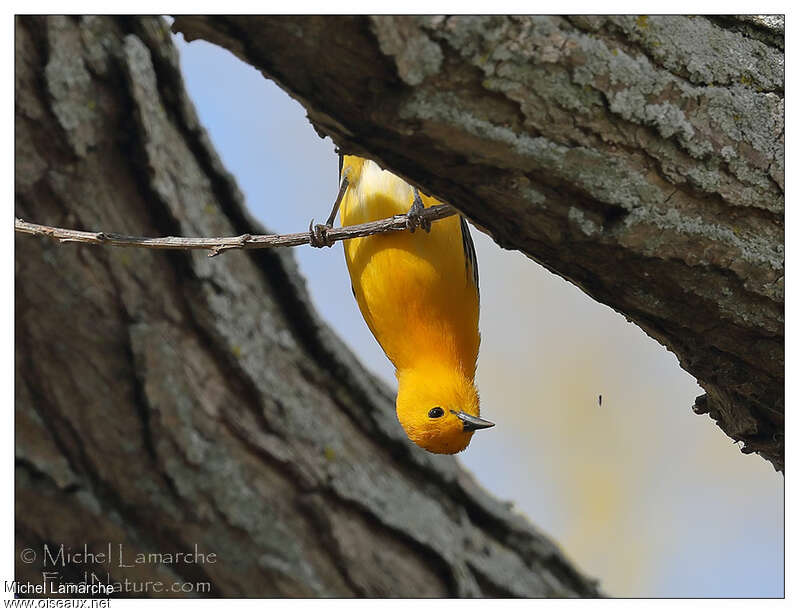 Prothonotary Warbler male adult, habitat, Behaviour