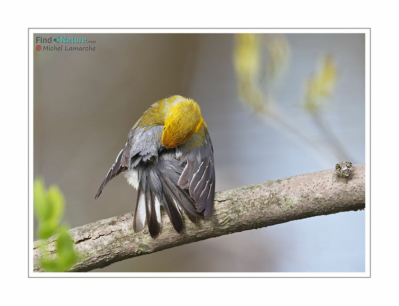 Prothonotary Warbler