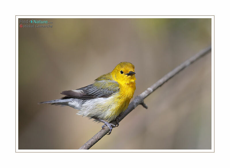 Prothonotary Warbler