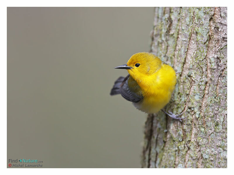 Prothonotary Warbler