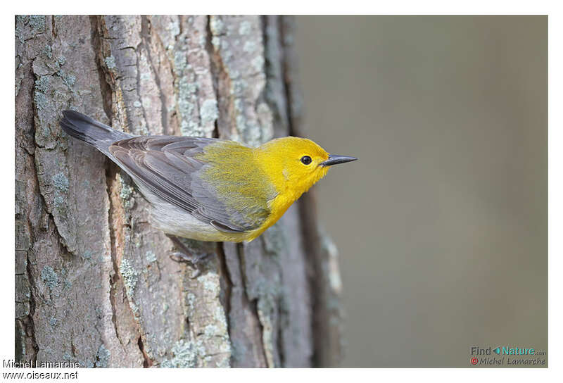 Prothonotary Warbler male adult, habitat, pigmentation