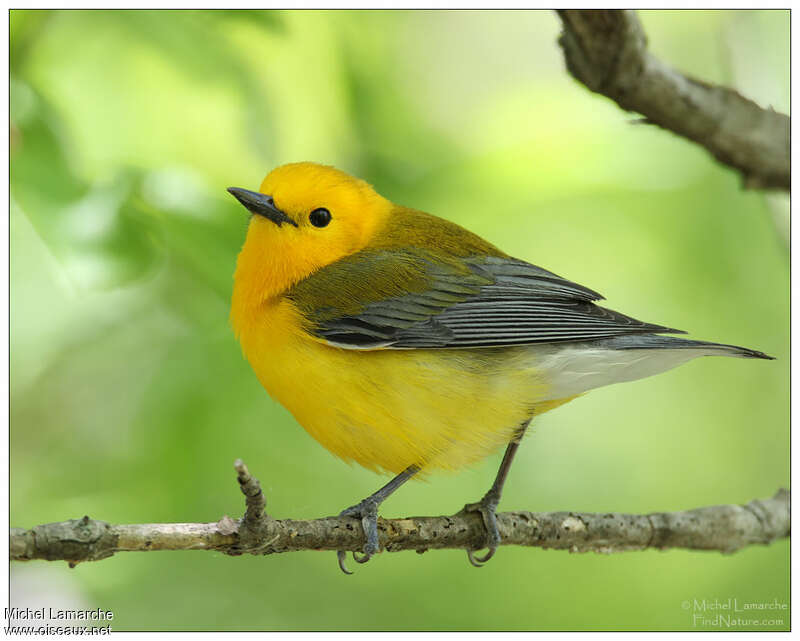 Prothonotary Warbler male adult breeding, identification