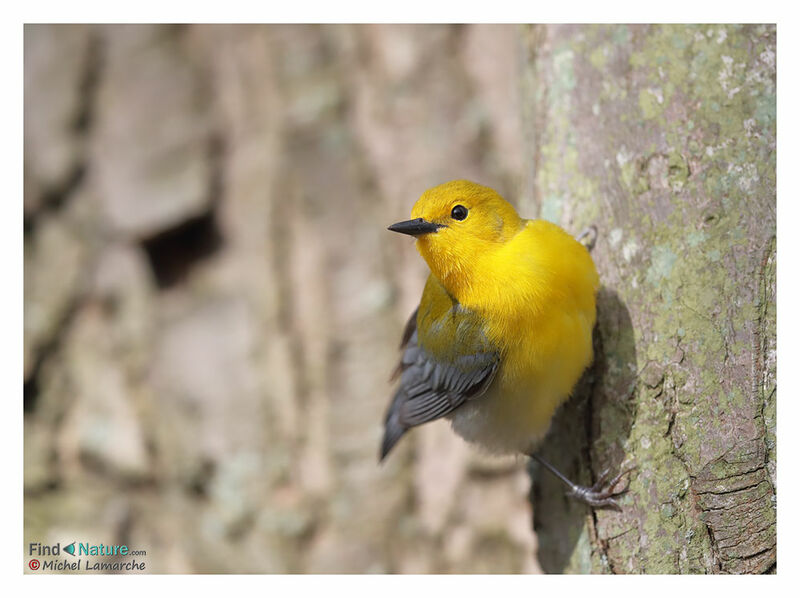 Prothonotary Warbler