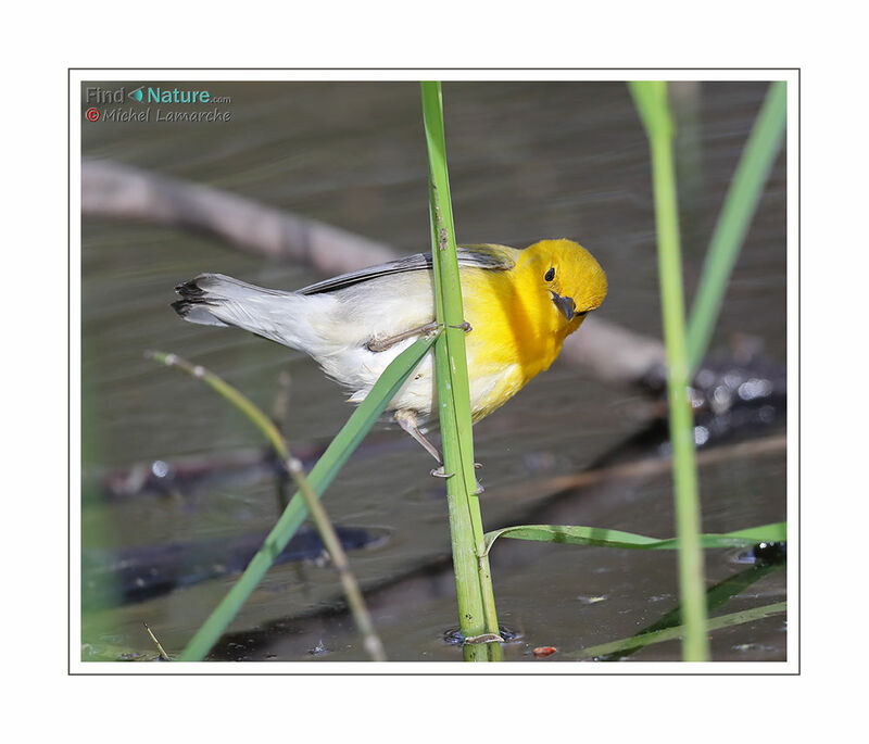 Prothonotary Warbler