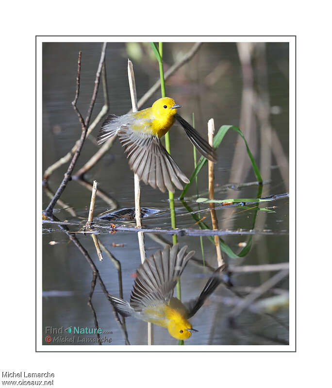 Prothonotary Warbleradult, Flight