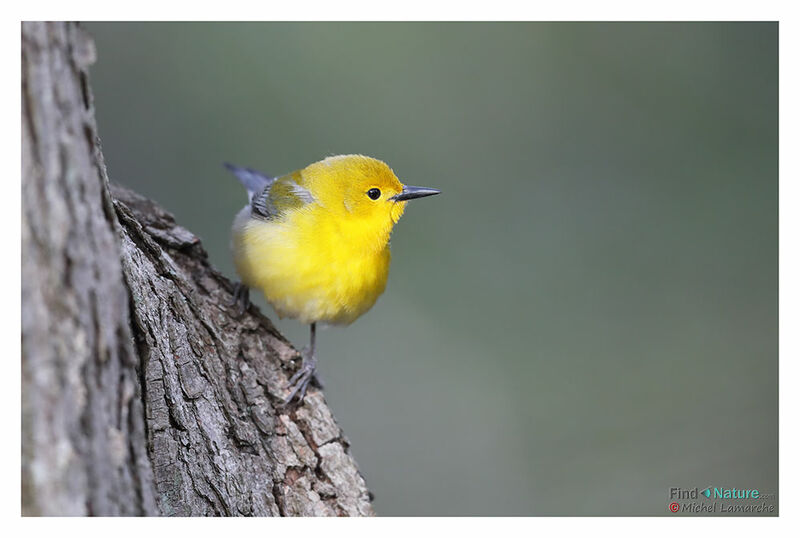 Prothonotary Warbler