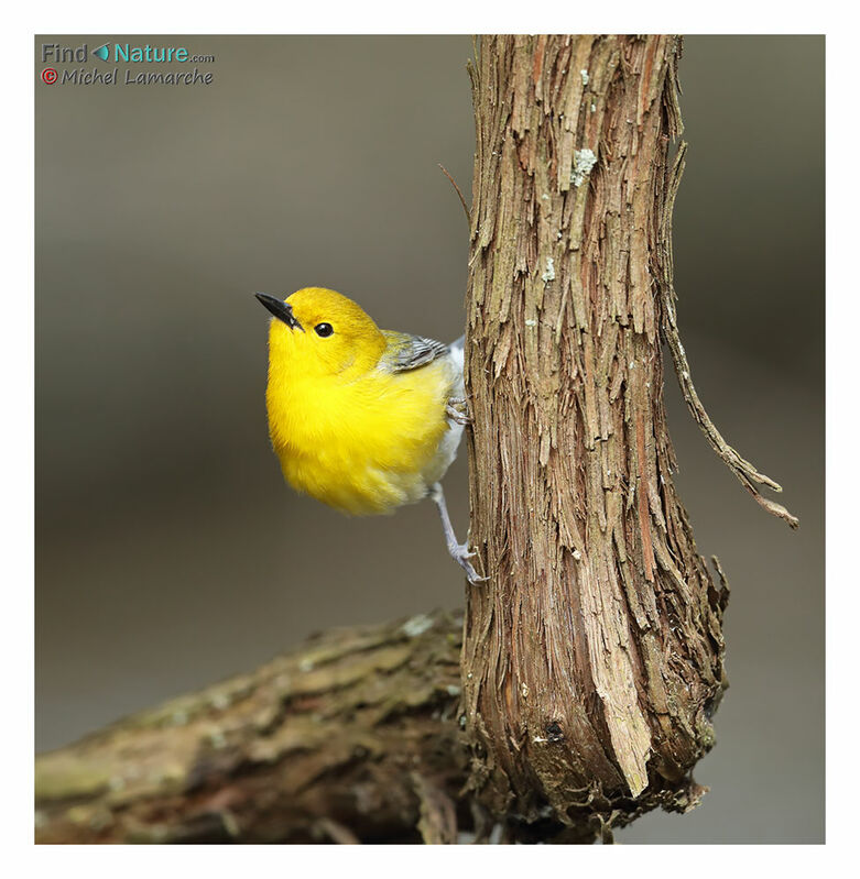 Prothonotary Warbler