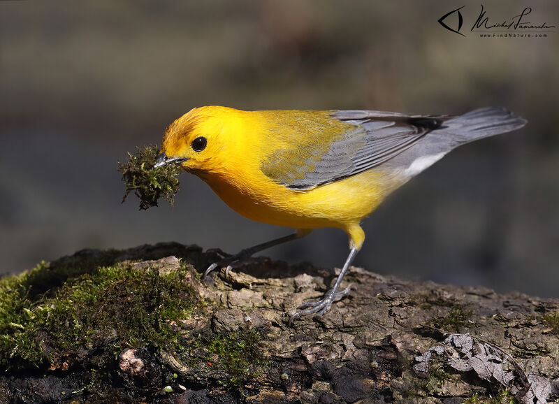 Prothonotary Warbler male adult