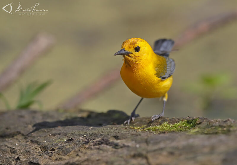 Paruline orangée mâle adulte