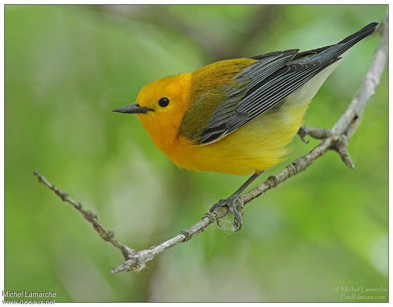 Prothonotary Warbler male adult breeding, identification