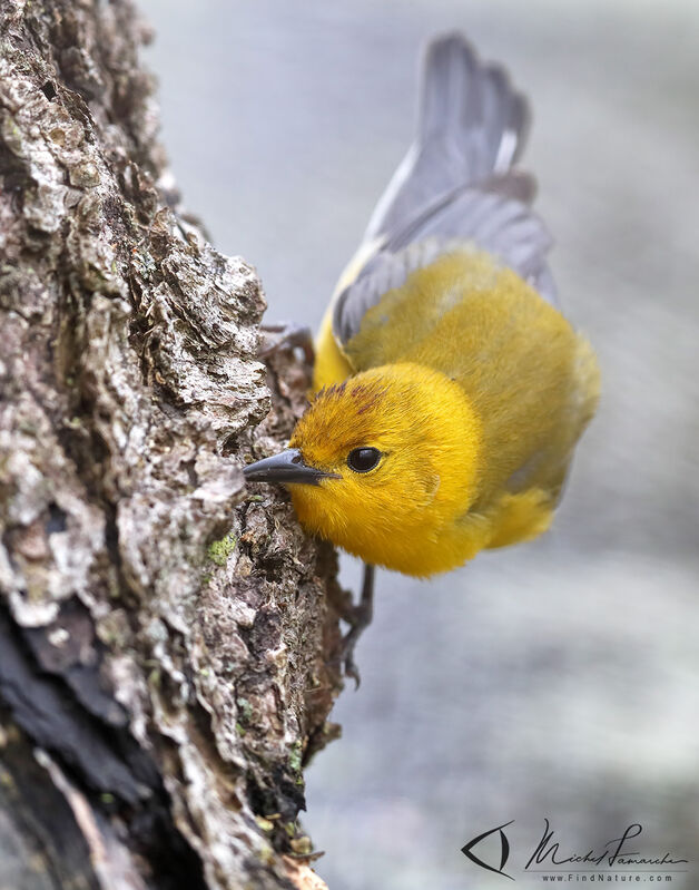 Prothonotary Warbler male adult