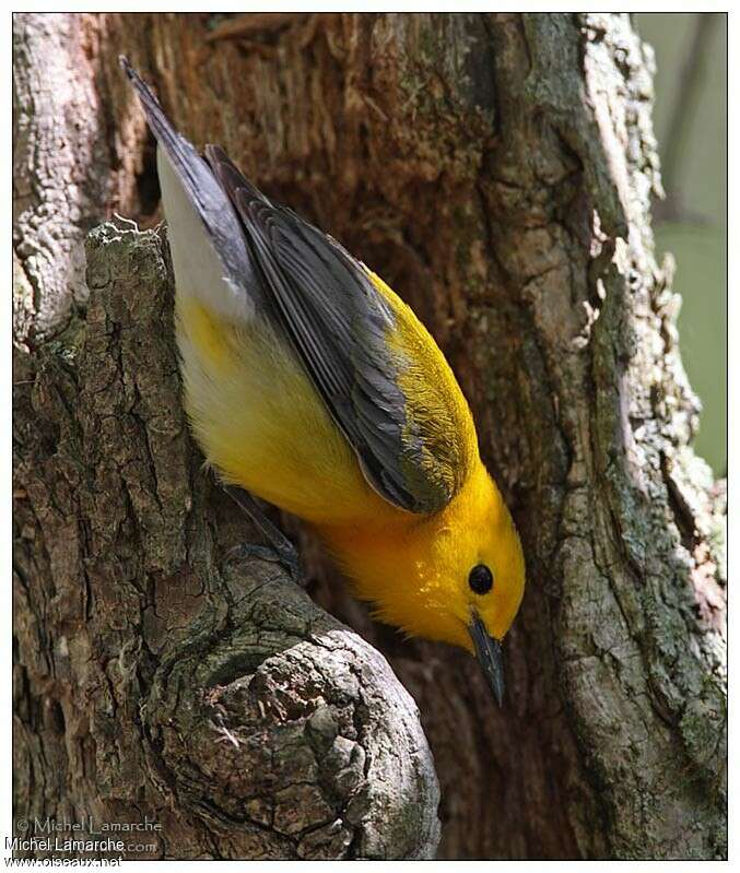 Prothonotary Warbler male adult breeding, habitat, fishing/hunting