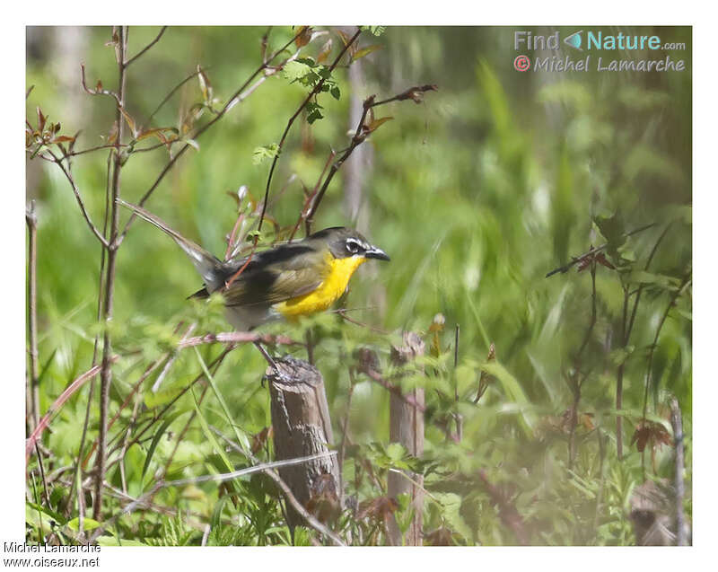 Yellow-breasted Chatadult, habitat, pigmentation