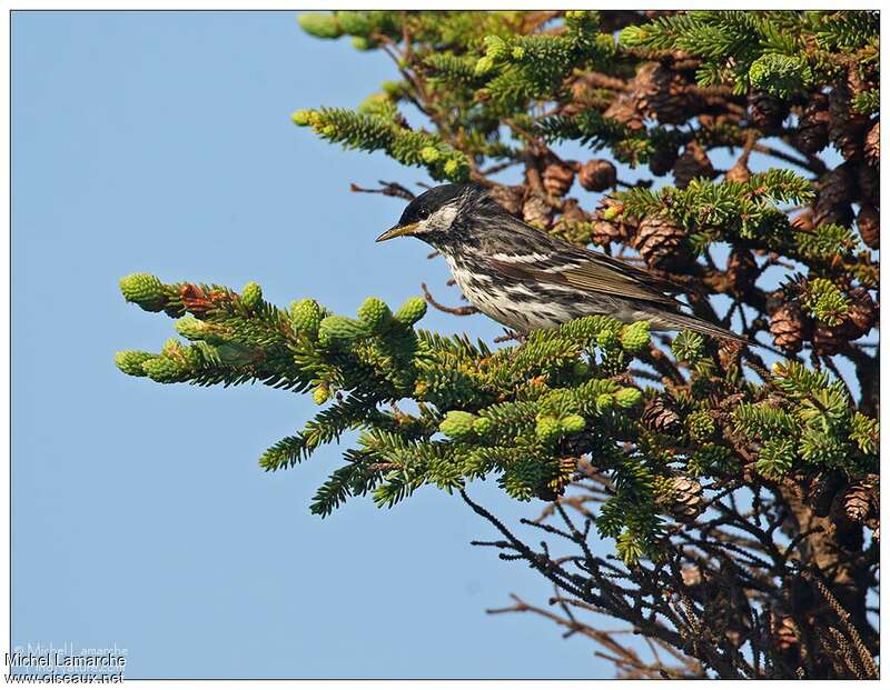 Blackpoll Warbler male adult, habitat, pigmentation