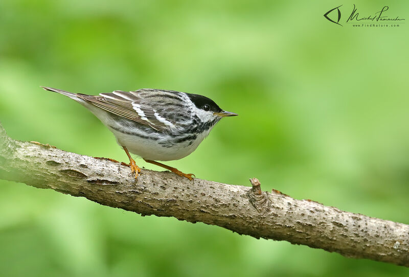 Blackpoll Warbler male adult breeding