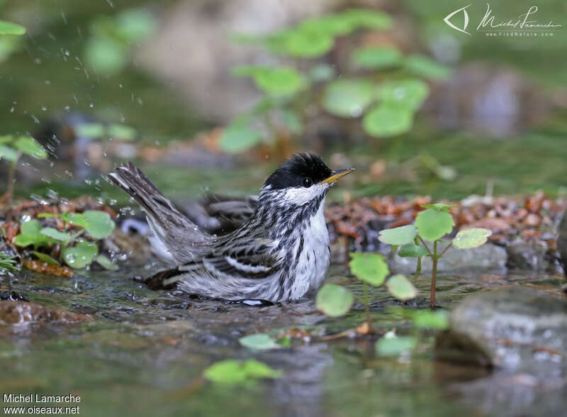 Paruline rayée mâle adulte nuptial, soins