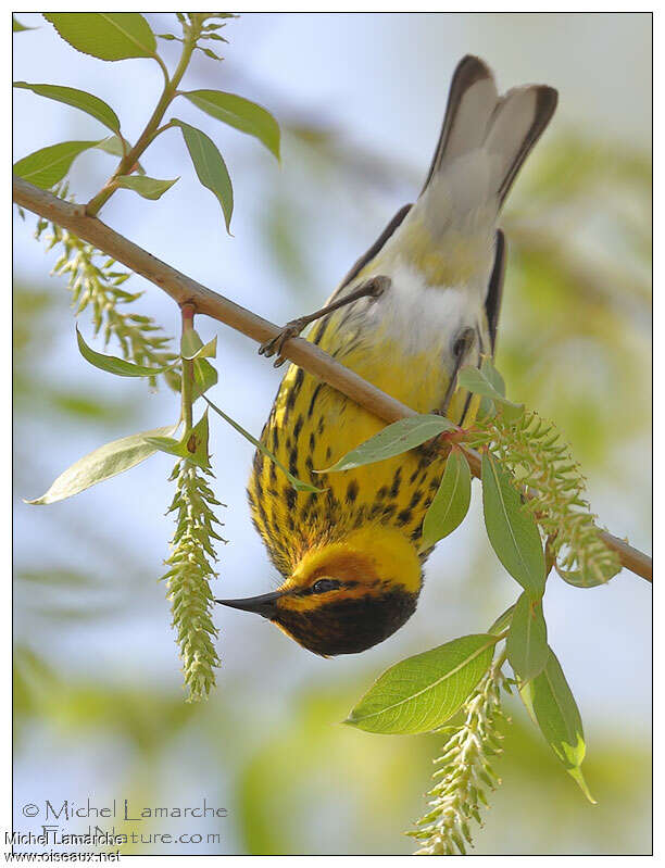 Cape May Warbler male adult, feeding habits