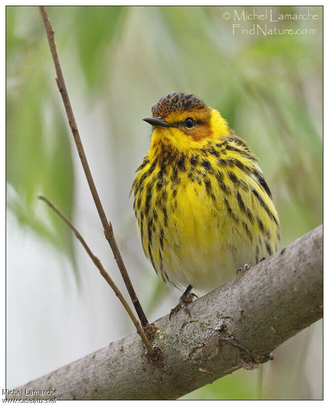 Paruline tigrée mâle adulte, portrait