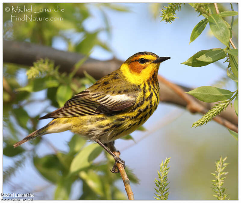 Cape May Warbler male adult breeding, identification