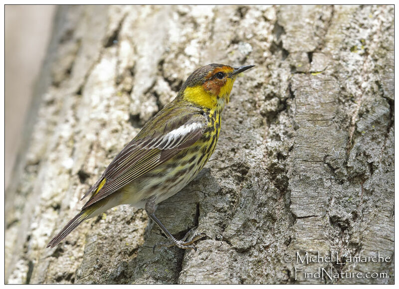 Cape May Warbler