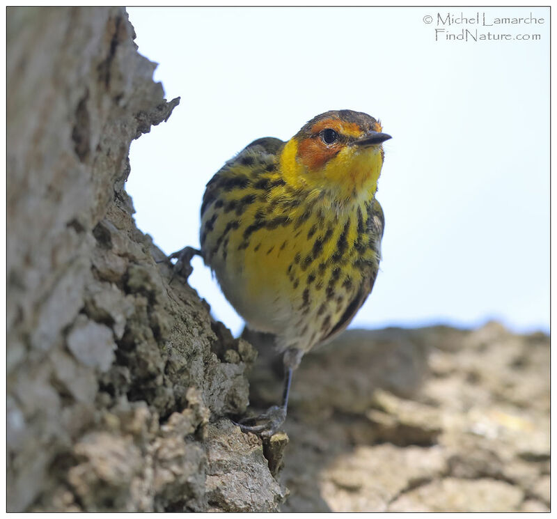 Cape May Warbler male adult breeding