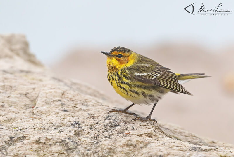 Cape May Warbler male adult breeding