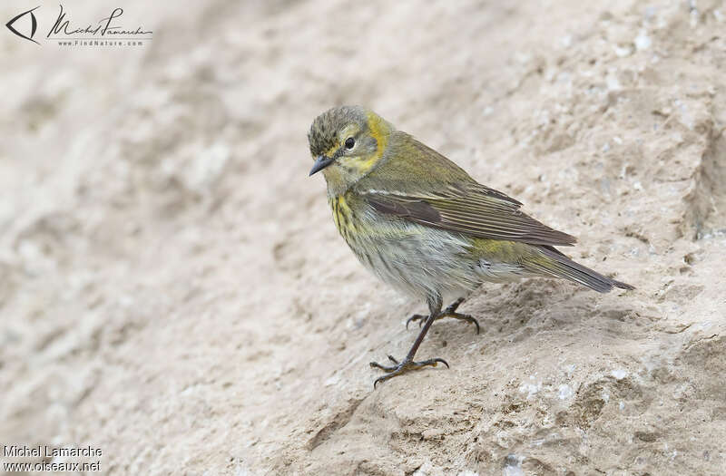 Cape May Warbler female adult, identification