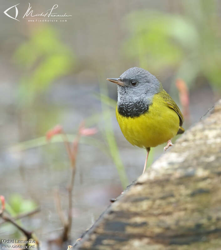 Mourning Warbler male adult, close-up portrait