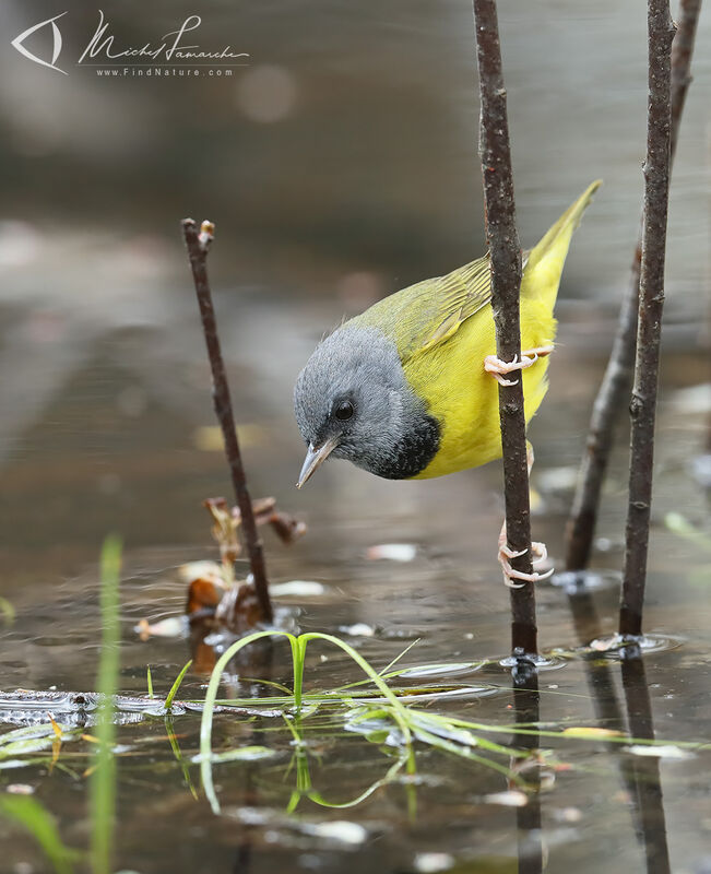 Mourning Warbler male adult