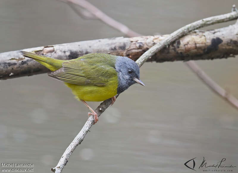 Mourning Warbler male adult, identification