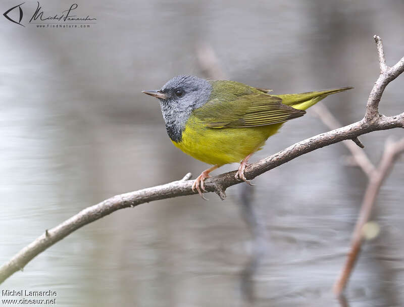 Mourning Warbler male adult, identification