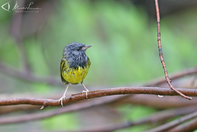 Mourning Warbler male adult