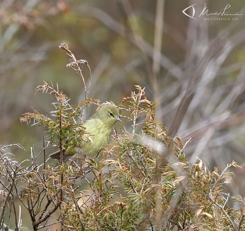 Orange-crowned Warbler male adult