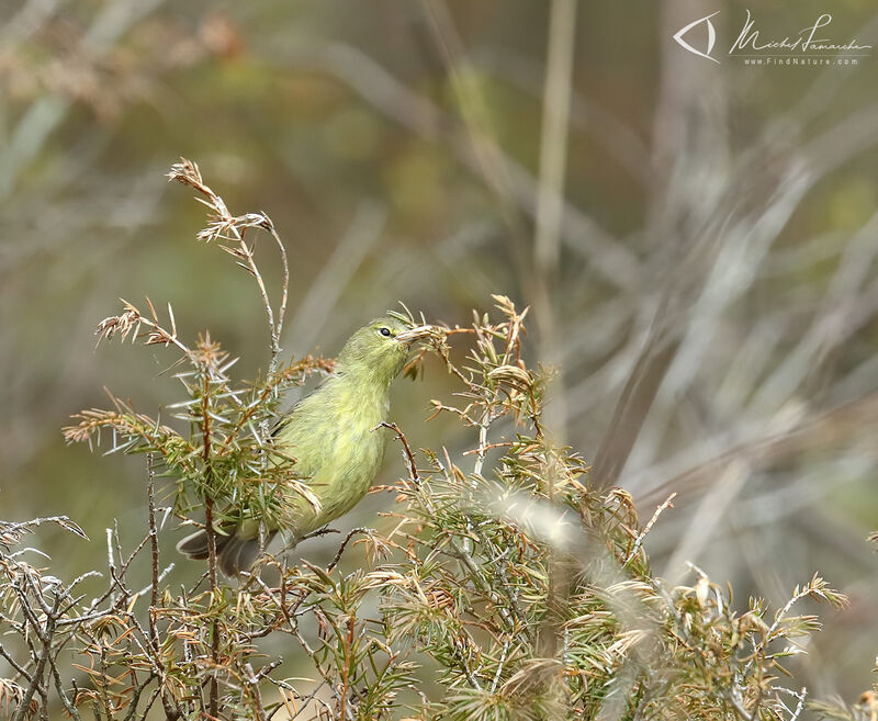 Orange-crowned Warbler male adult