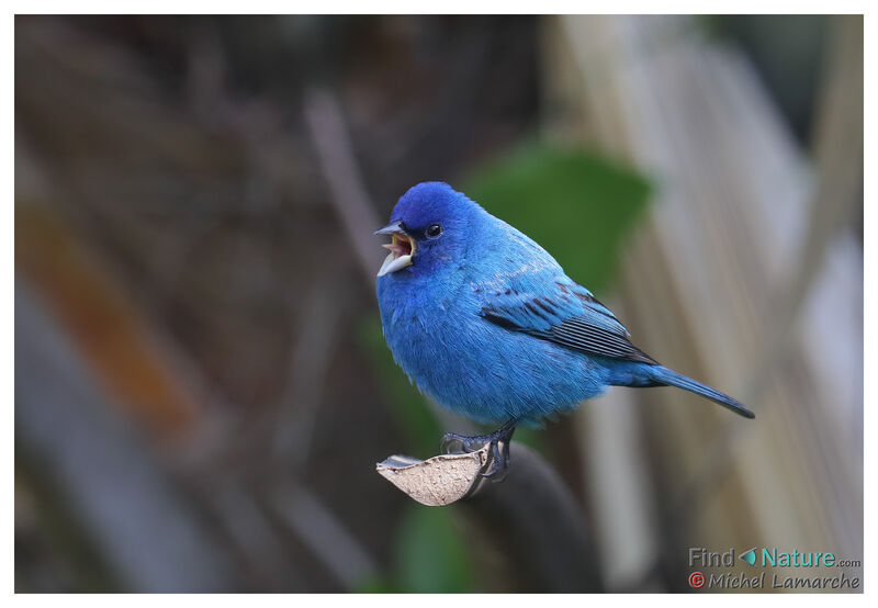 Passerin indigo mâle