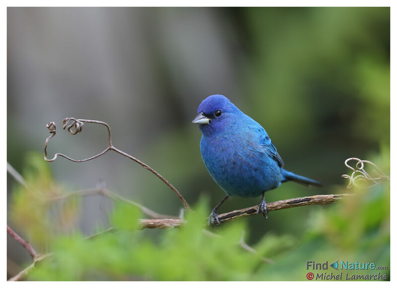 Passerin indigo mâle