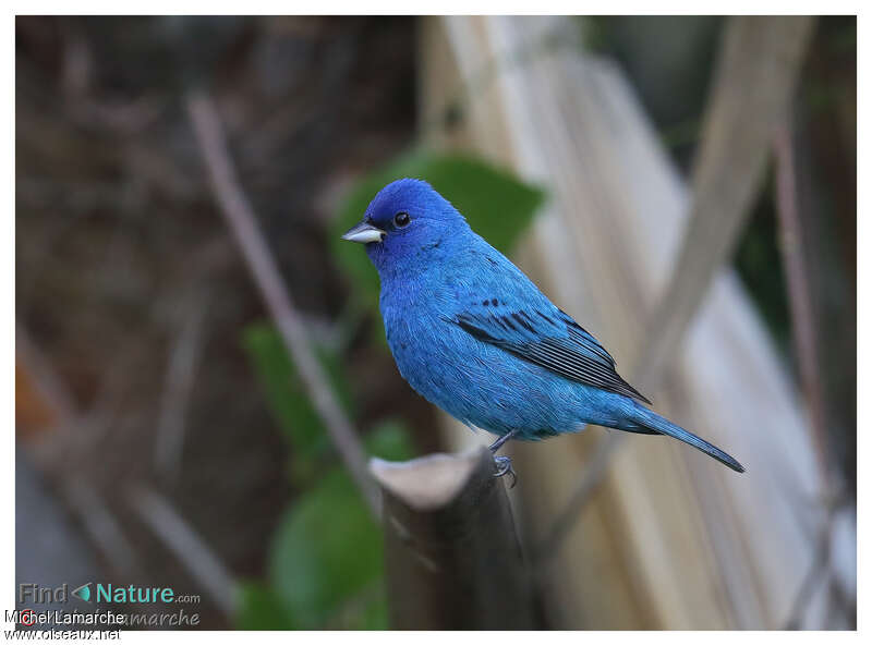 Indigo Bunting male adult breeding, identification