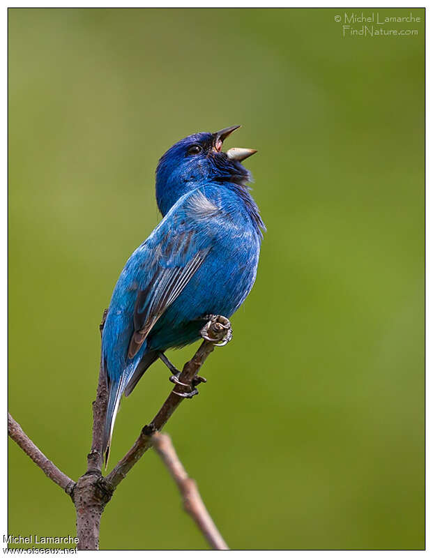 Passerin indigo mâle adulte nuptial