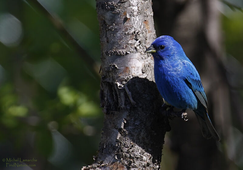 Passerin indigo mâle adulte