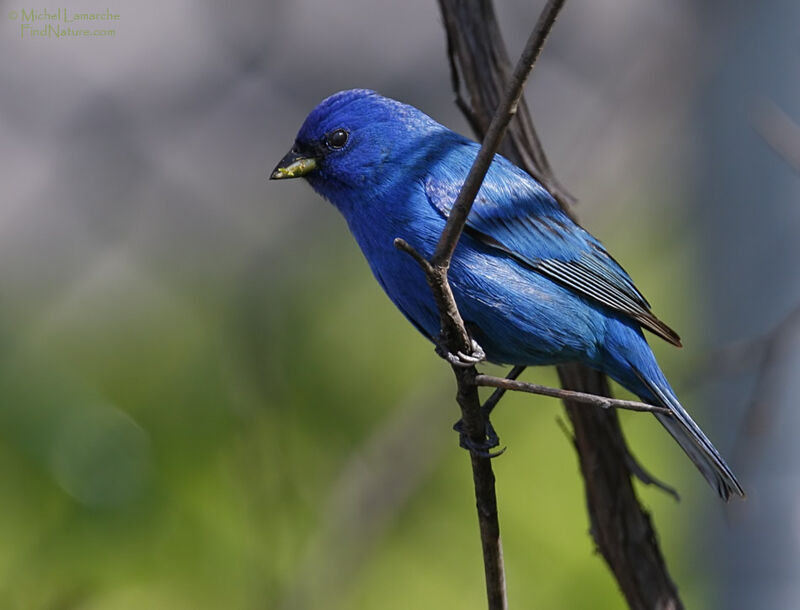 Passerin indigo mâle adulte