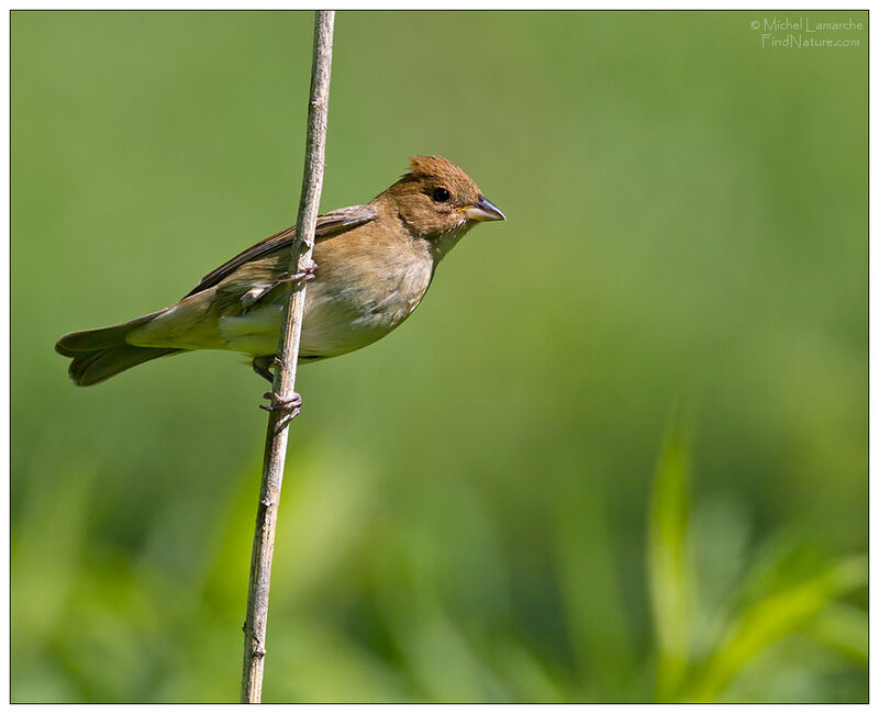 Passerin indigo femelle