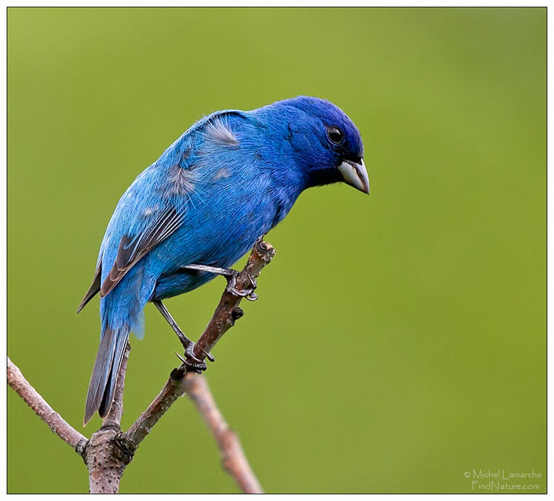 Indigo Bunting male