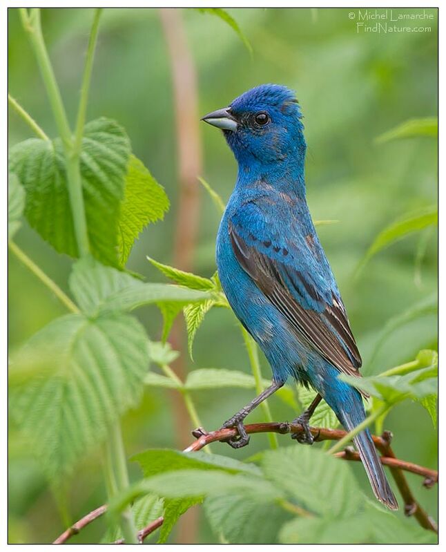 Passerin indigo mâle