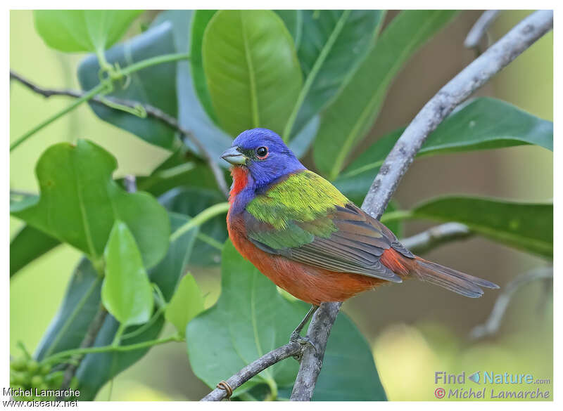 Passerin nonpareil mâle, identification